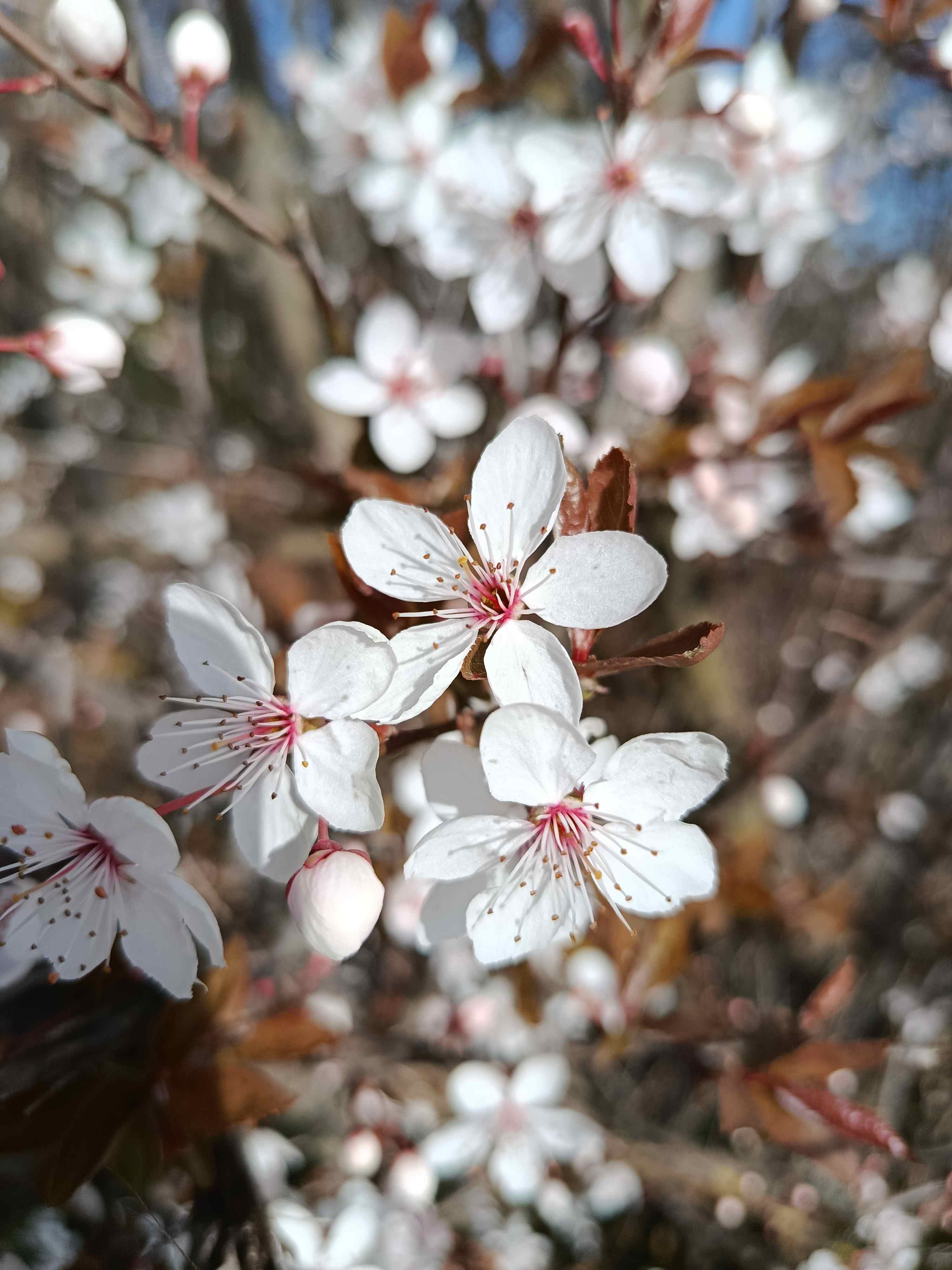 Frühlingsblüten