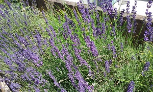 Lavendel